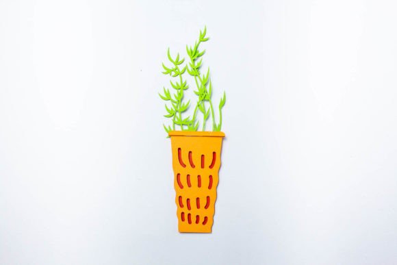 Potted Thyme Layered Plant